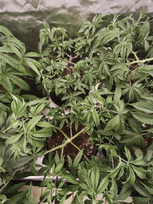 Premium Clone Mix 1 2026. Week 9 - vegi
15.04.2026