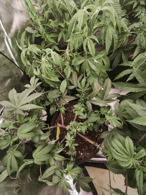 Premium Clone Mix 1 2026. Week 9 - vegi
15.04.2026