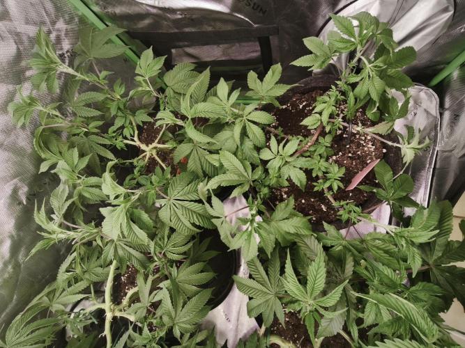 Premium Clone Mix 1 2026. Week 9 - vegi
15.04.2026