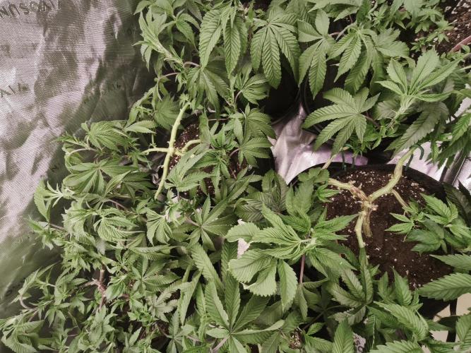 Premium Clone Mix 1 2026. Week 9 - vegi
15.04.2026