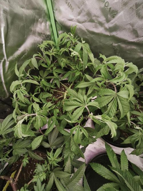 Premium Clone Mix 1 2026. Week 9 - vegi
15.04.2026