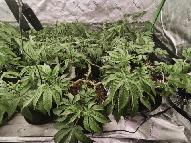 Premium Clone Mix 1 2026. Week 9 - vegi
15.04.2026