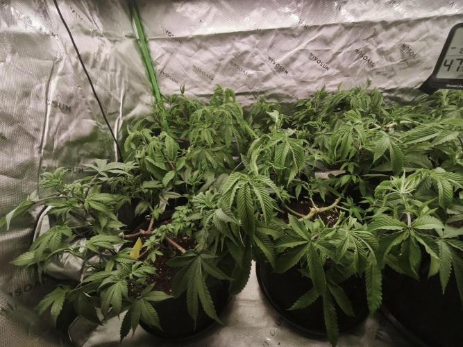 Premium Clone Mix 1 2026. Week 9 - vegi
15.04.2026
