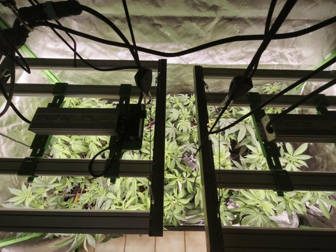 Premium Clone Mix 1 2026. Week 10 - veg
17.04.2026