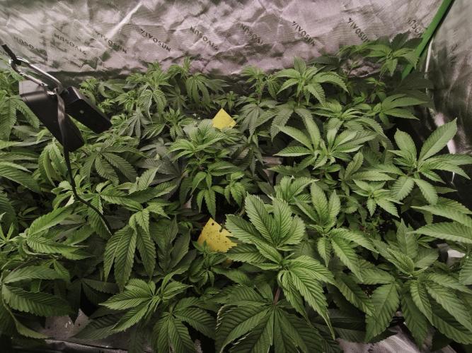Premium Clone Mix 1 2026. Week 10 - veg
17.04.2026