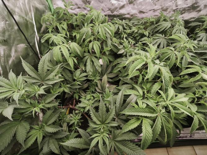 Premium Clone Mix 1 2026. Week 10 - veg
17.04.2026