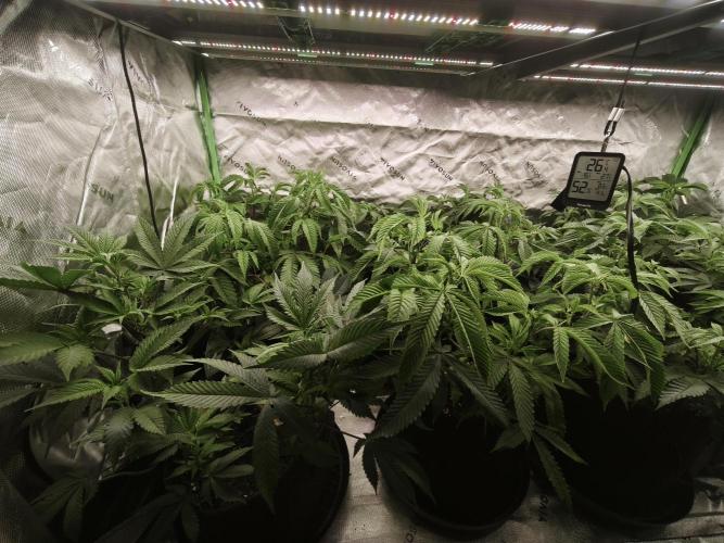 Premium Clone Mix 1 2026. Week 10 - veg
17.04.2026