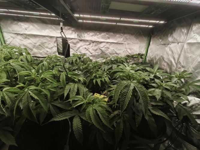 Premium Clone Mix 1 2026. Week 10 - veg
17.04.2026