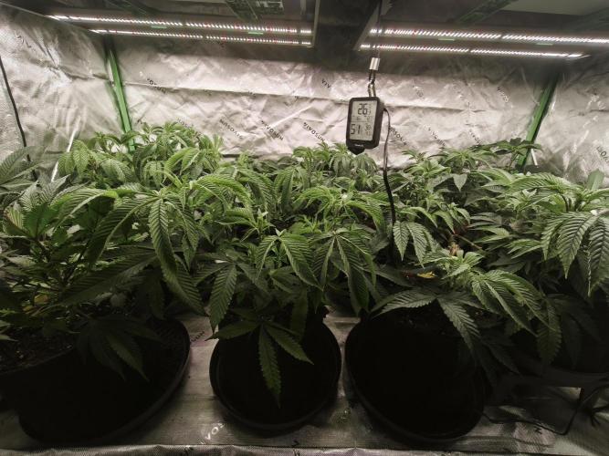 Premium Clone Mix 1 2026. Week 10 - veg
17.04.2026