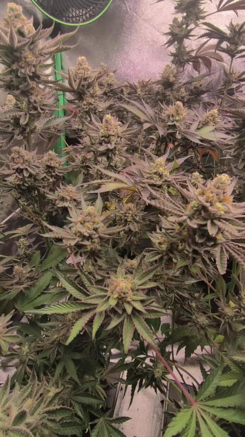 Various superb genetics
