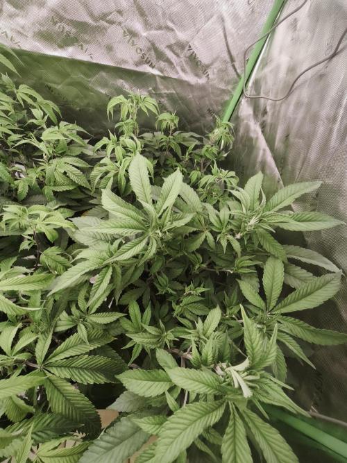 Premium Clone Mix 1 2026. Week 12 - veg 
01.05.2026
