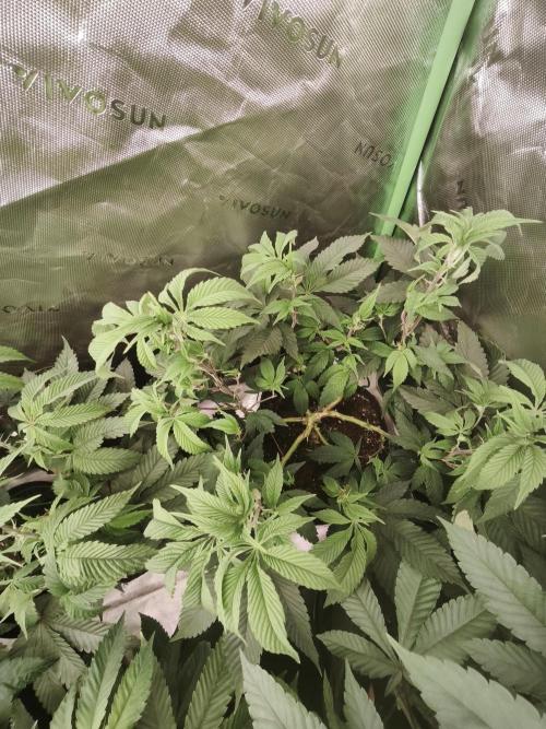 Premium Clone Mix 1 2026. Week 12 - veg 
01.05.2026