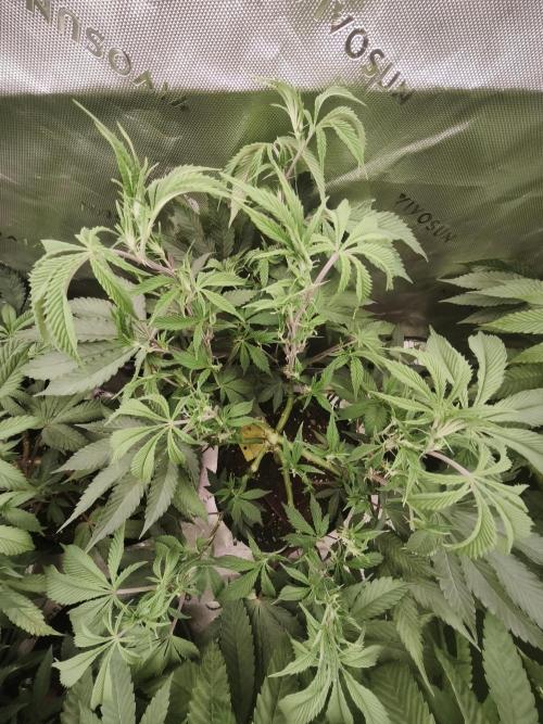 Premium Clone Mix 1 2026. Week 12 - veg 
01.05.2026