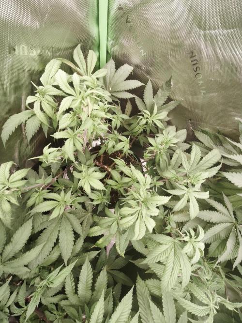 Premium Clone Mix 1 2026. Week 12 - veg 
01.05.2026