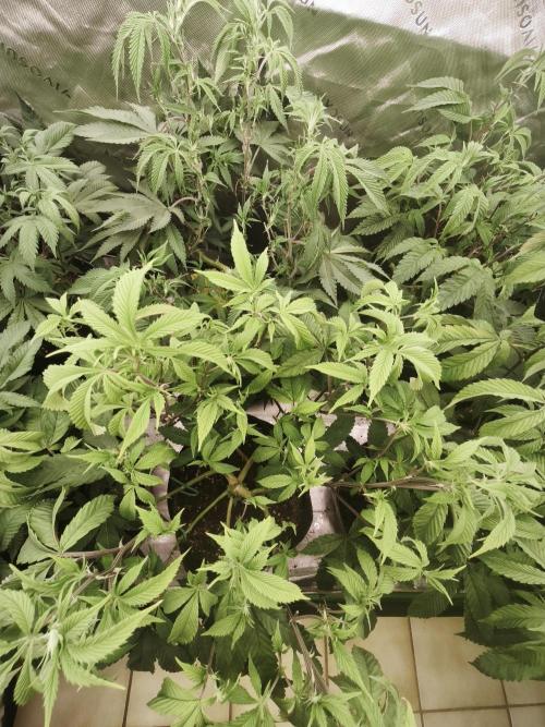 Premium Clone Mix 1 2026. Week 12 - veg 
01.05.2026