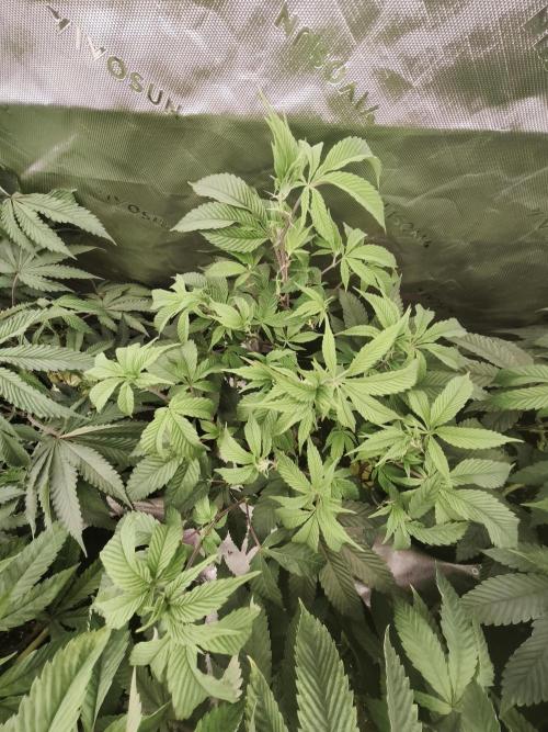 Premium Clone Mix 1 2026. Week 12 - veg 
01.05.2026