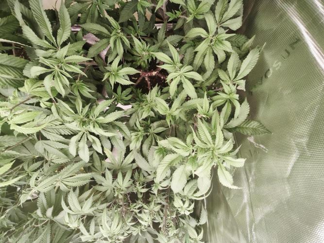 Premium Clone Mix 1 2026. Week 12 - veg 
01.05.2026