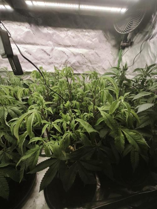Premium Clone Mix 1 2026. Week 12 - veg 
01.05.2026