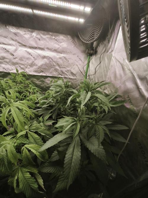 Premium Clone Mix 1 2026. Week 12 - veg 
01.05.2026