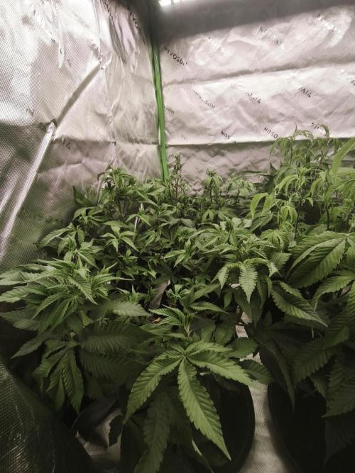 Premium Clone Mix 1 2026. Week 12 - veg 
01.05.2026