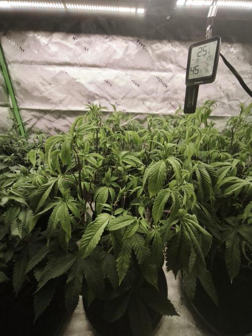 Premium Clone Mix 1 2026. Week 12 - veg 
01.05.2026
