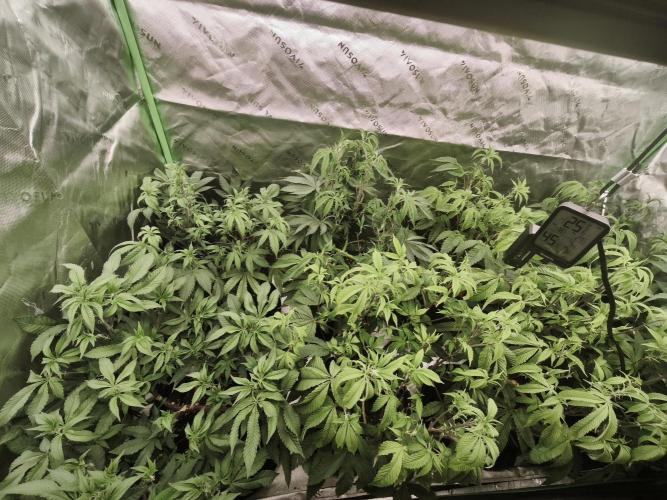 Premium Clone Mix 1 2026. Week 12 - veg 
01.05.2026