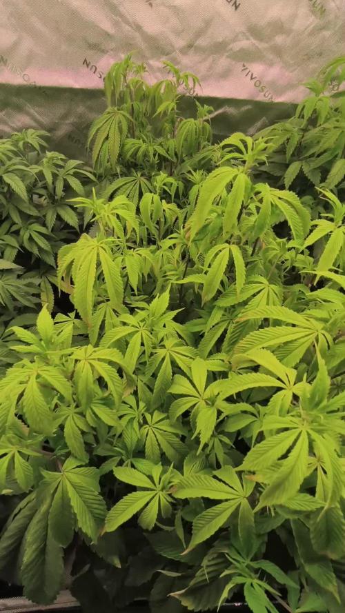 Premium Clone Mix 1 2026