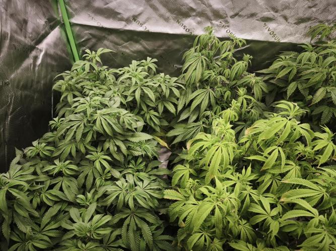 Premium Clone Mix 1 2026. Week 13 - vegi week 13
10.05.2026