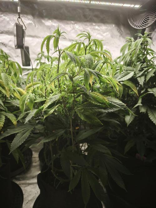 Premium Clone Mix 1 2026. Week 13 - vegi week 13
10.05.2026