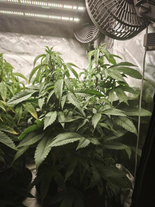 Premium Clone Mix 1 2026. Week 13 - vegi week 13
10.05.2026