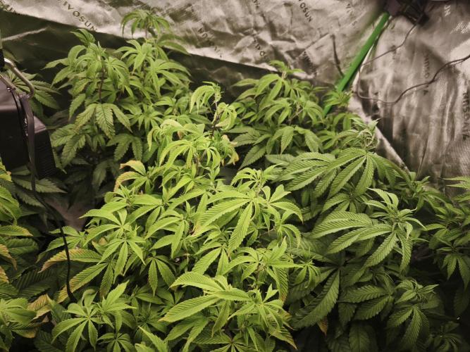 Premium Clone Mix 1 2026. Week 13 - vegi week 13
10.05.2026