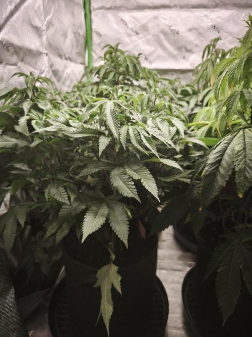 Premium Clone Mix 1 2026. Week 13 - vegi week 13
10.05.2026