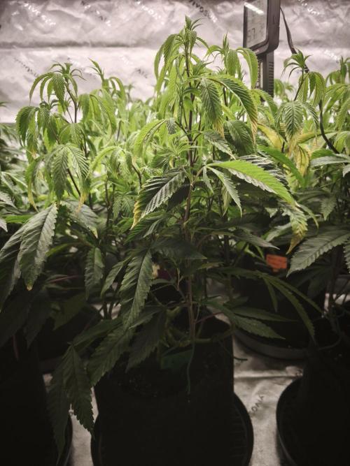 Premium Clone Mix 1 2026. Week 13 - vegi week 13
10.05.2026