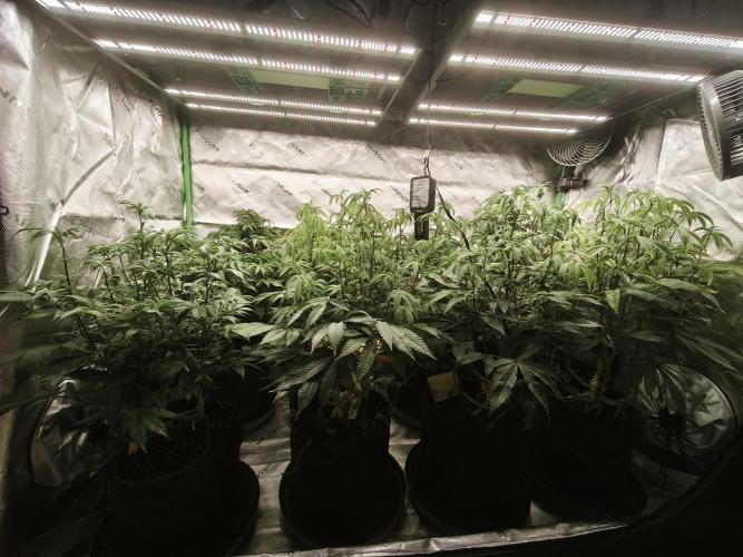 Premium Clone Mix 1 2026. Week 14 - vegi
17.05.2026