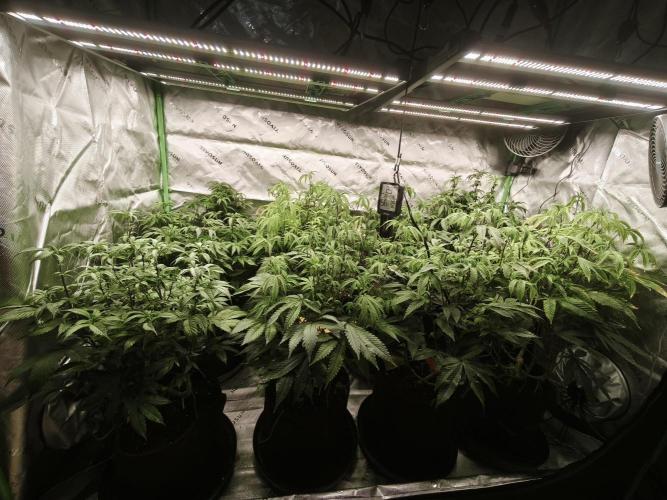 Premium Clone Mix 1 2026. Week 14 - vegi
17.05.2026