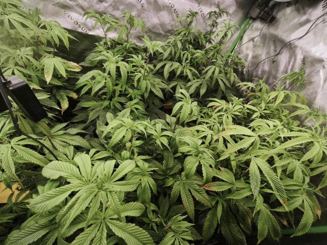 Premium Clone Mix 1 2026. Week 14 - vegi
17.05.2026