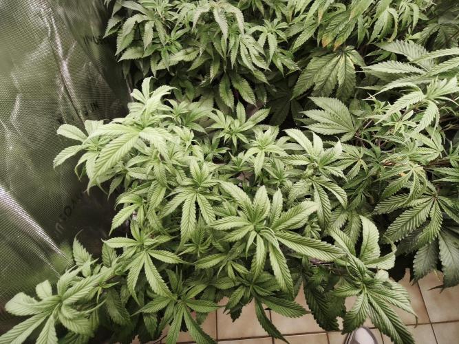 Premium Clone Mix 1 2026. Week 14 - vegi
17.05.2026