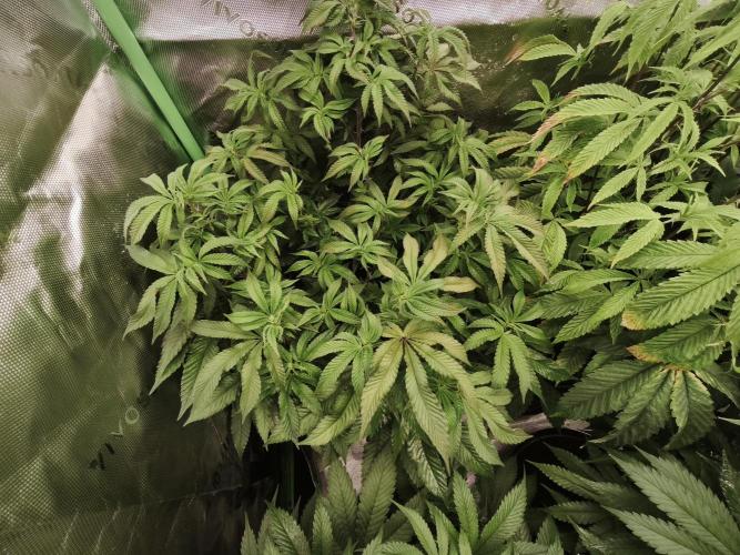 Premium Clone Mix 1 2026. Week 14 - vegi
17.05.2026