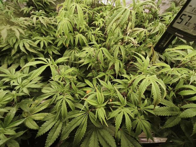Premium Clone Mix 1 2026. Week 14 - vegi
17.05.2026