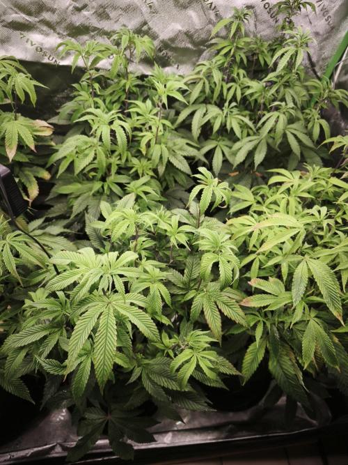 Premium Clone Mix 1 2026. Week 14 - vegi
17.05.2026