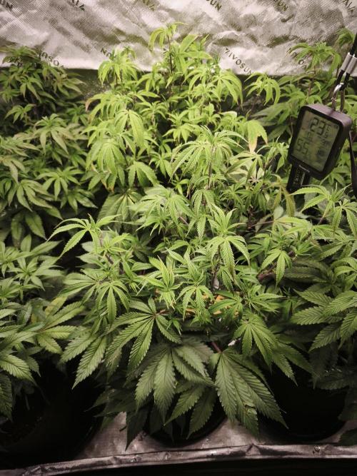Premium Clone Mix 1 2026. Week 14 - vegi
17.05.2026