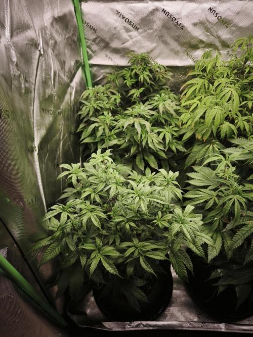 Premium Clone Mix 1 2026. Week 14 - vegi
17.05.2026