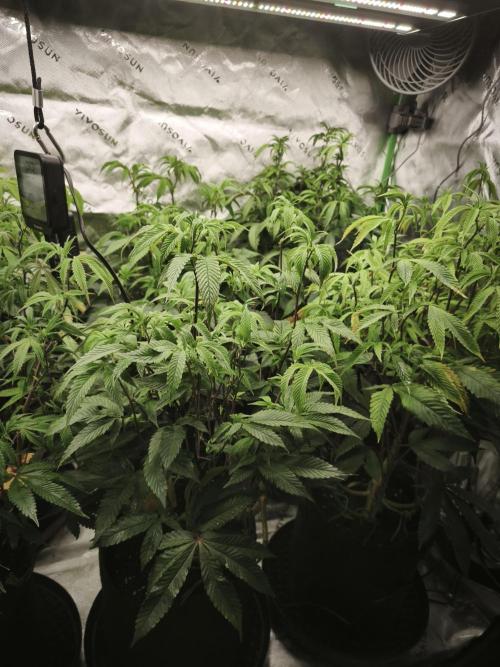 Premium Clone Mix 1 2026. Week 14 - vegi
17.05.2026