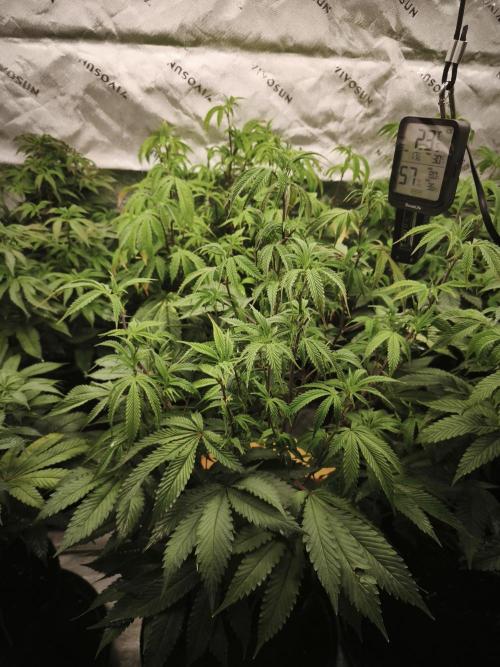 Premium Clone Mix 1 2026. Week 14 - vegi
17.05.2026