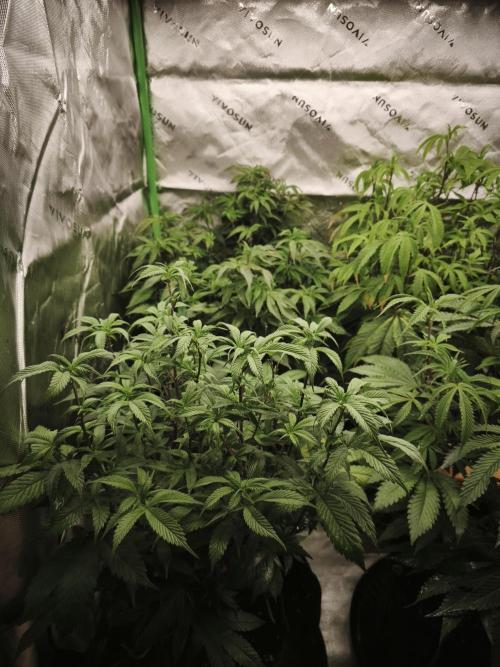 Premium Clone Mix 1 2026. Week 14 - vegi
17.05.2026