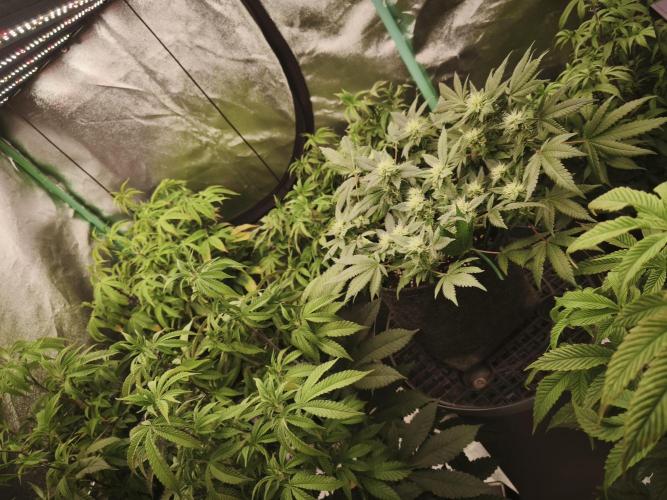 Premium Clone Mix 1 2026. Week 15 - bloom day 1
18.05.2026