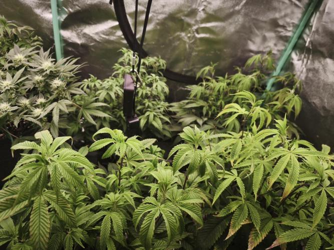 Premium Clone Mix 1 2026. Week 15 - bloom day 1
18.05.2026