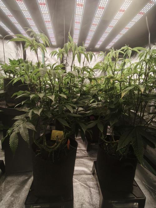Premium Clone Mix 1 2026. Week 15 - bloom day 1
18.05.2026