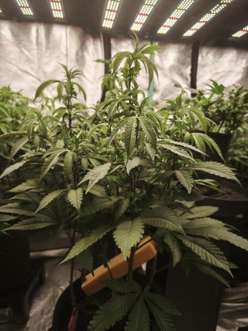 Premium Clone Mix 1 2026. Week 15 - bloom day 1
18.05.2026