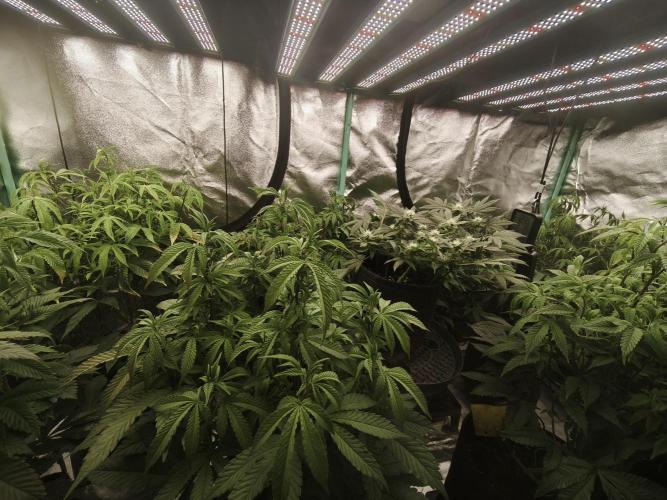 Premium Clone Mix 1 2026. Week 15 - bloom day 1
18.05.2026